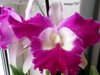 BLC SaNgob Delight